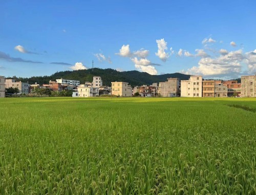 塞尔塔vs莱万特直播莱万特对卡斯